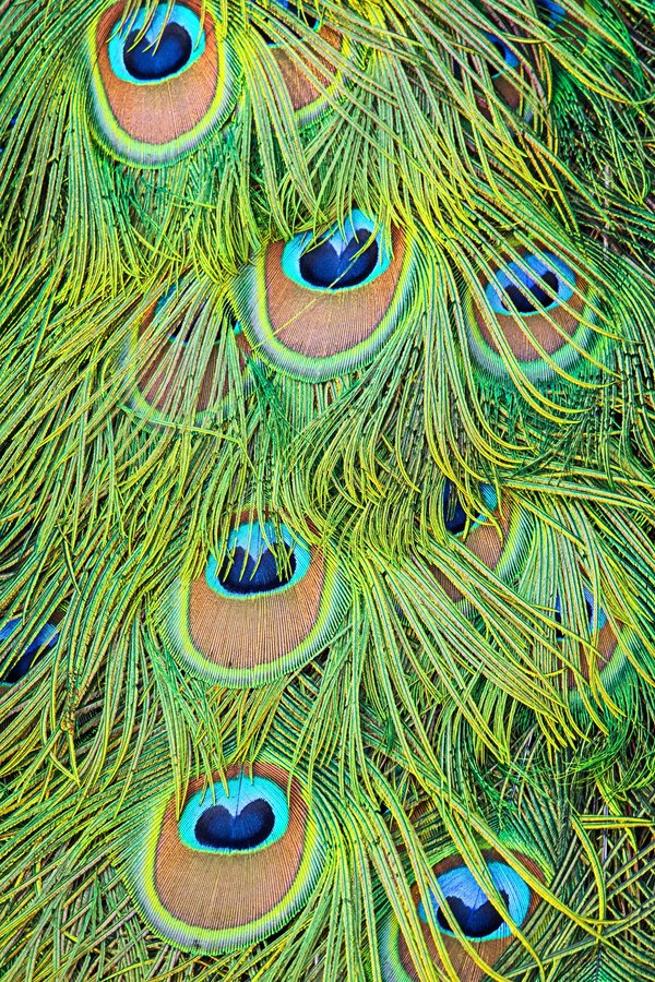 How to Identify and Treat Underlying Causes of Feather Plucking in Parrots?